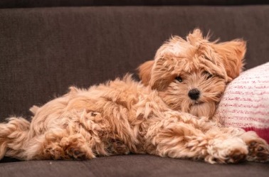 말티푸/출처:어도비스톡