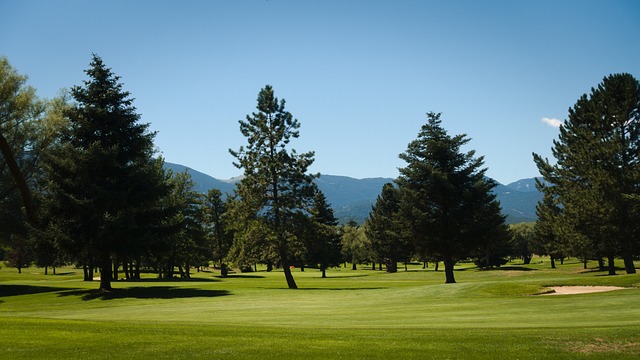 골프장에 있는 높은 나무들