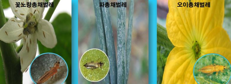 총채벌레