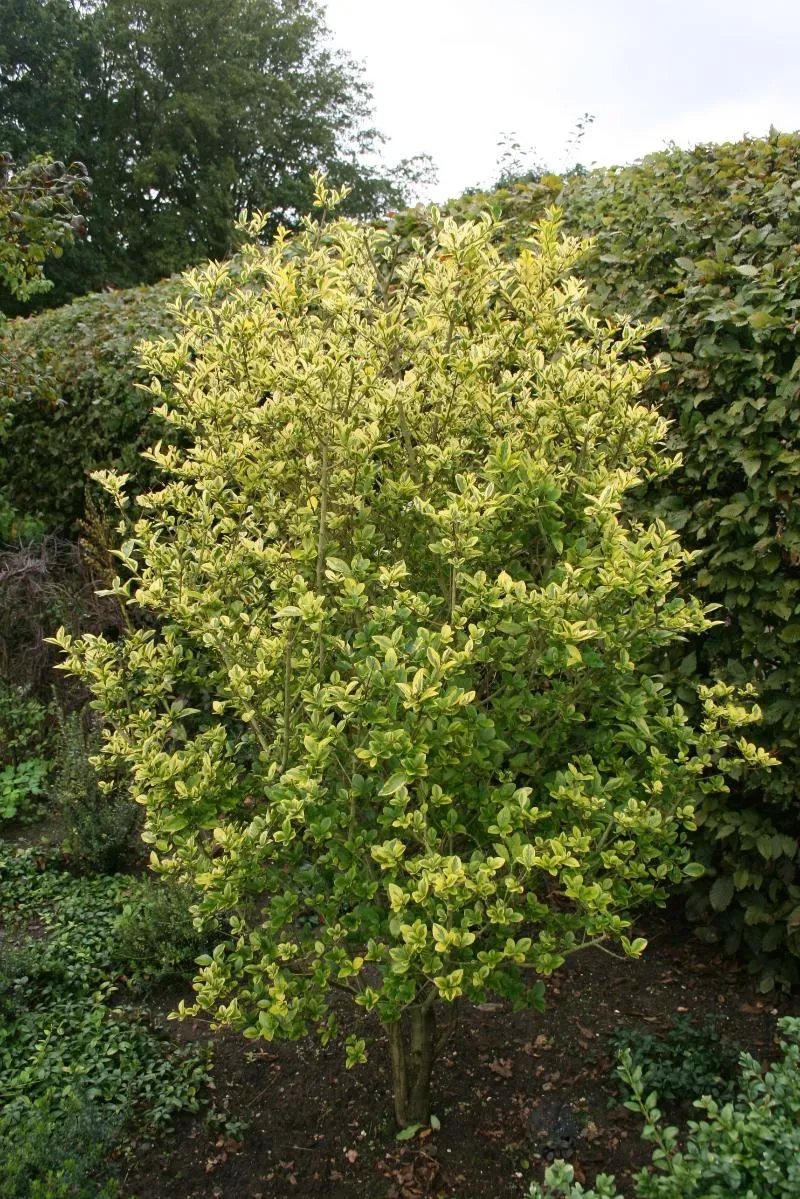 진한 향기에 취해버리는 이 꽃 산책로 옆 울타리 쥐똥나무_2