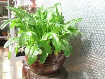 화분 베란다 단열 겨울철보온 커튼사용 찬바람차단 식물보호 요령_9