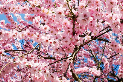 2025년 대한민국 벚꽃 개화 시기 총정리 🌸