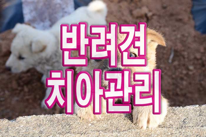 반려견-치아관리
