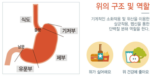 위장 건강의 중요성(식습관,규칙적인 운동,스트레스관리)