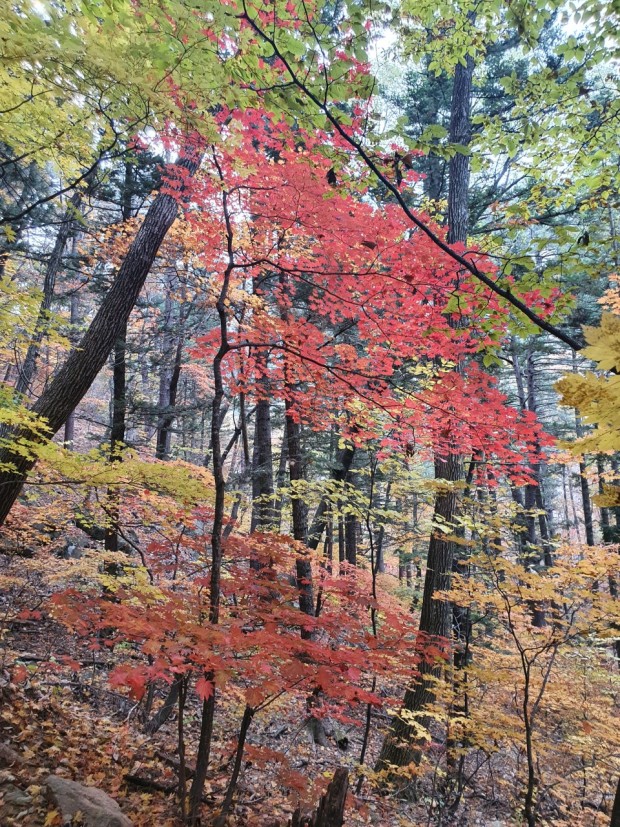 설악산 단풍시기