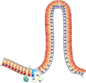 대장내시경후 식사-이미지