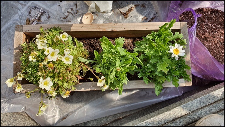 운간초와-마가렛-사진