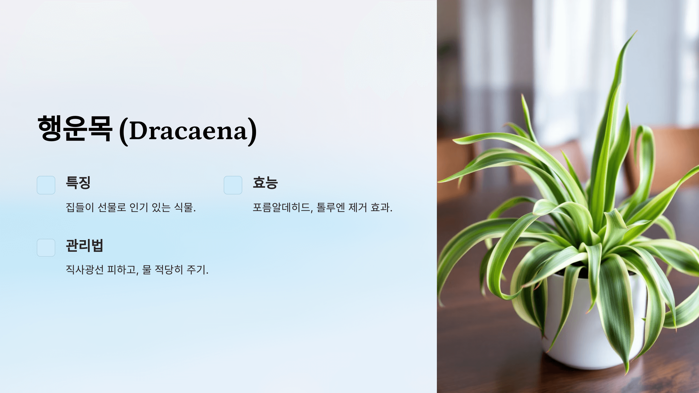 공기정화 식물 사진입니다.