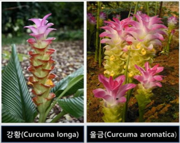 좌측 강황 꽃 우측 울금 꽃-사진