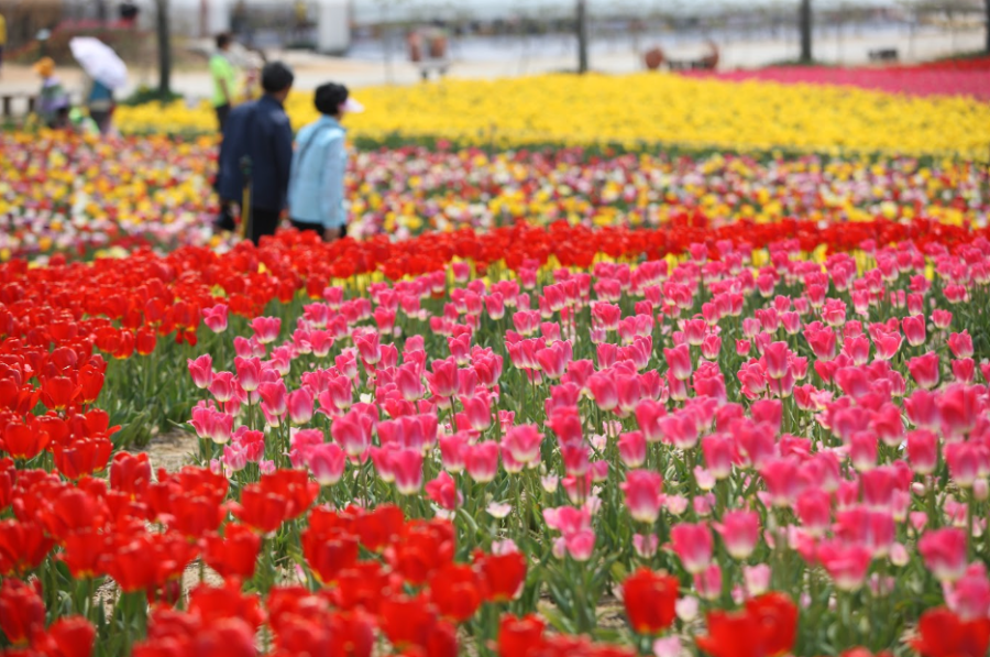 태안 가을 꽃박람회 여행 꿀팁