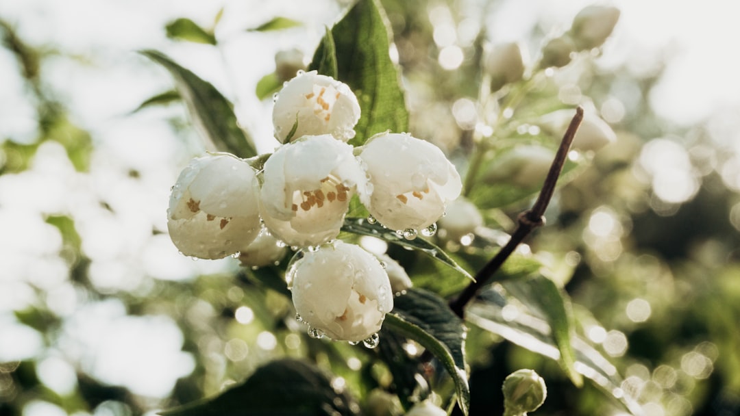Jasmine