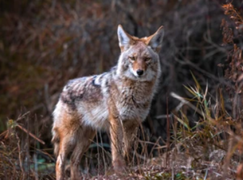승냥이가 숲 속에서 무언가를 처다 보고 있음