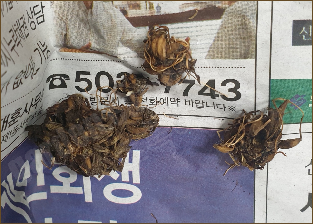 마른 라넌큘러스 구근