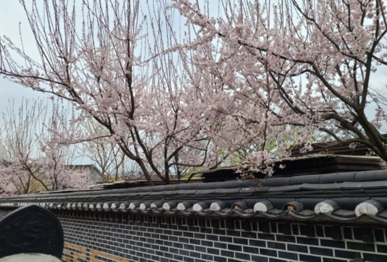 전주-벚꽃-명소