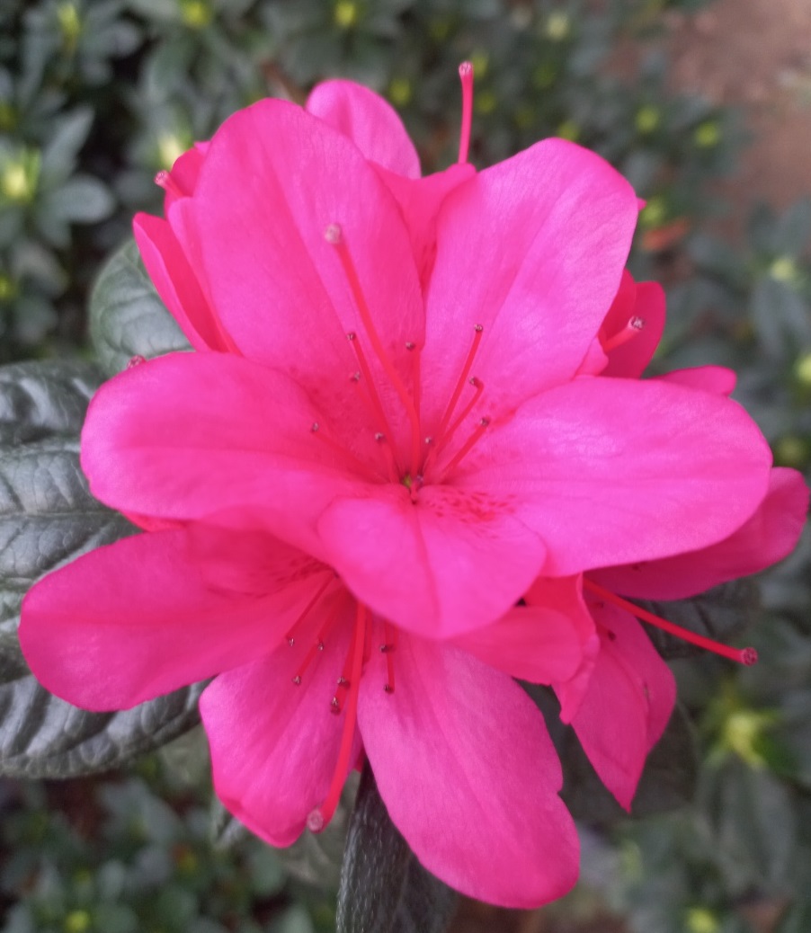 철쭉 개화시기 묘목 판매