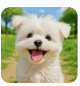 반려견 보험 가입