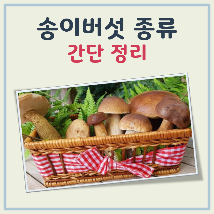 송이버섯 종류 간단 정리 대표 이미지