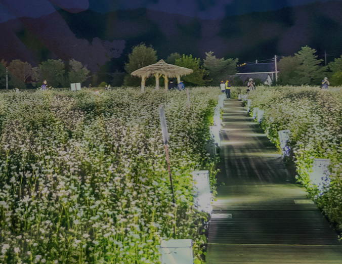 봉평 효석문화제 메밀꽃 밭