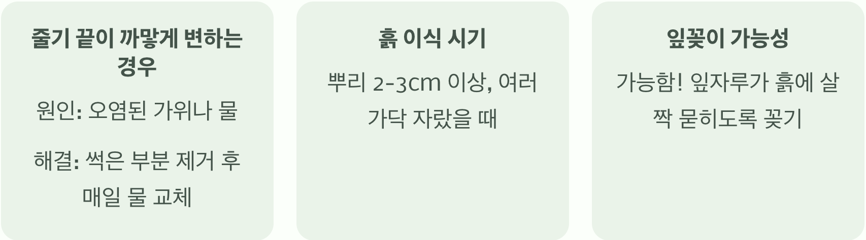 삭소롬 무한 번식, 꽂아만 둬도 뿌리내리는 물꽂이 비법
