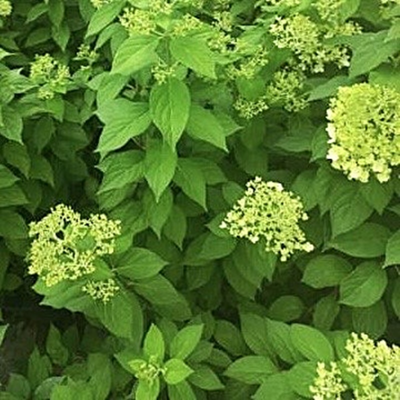 수국 라임라이트 키우기 삽목