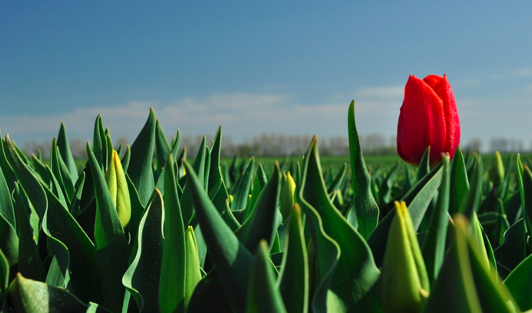 Red Impression Tulip