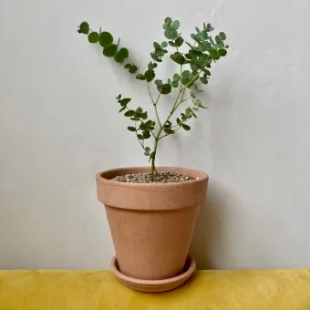 유칼립투스 물주기 향기유지 가지치기 환기관리 실내에서 키우는 요령_11