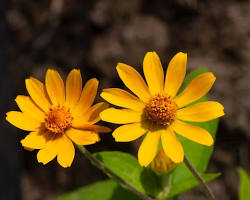 멜람포디움 이미지 사진
