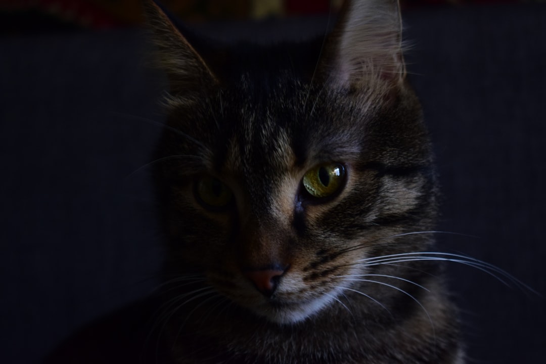 Hedda.