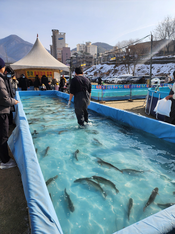 축제장 송어 맨손잡이(2마리 무조건 확보) 체험장
