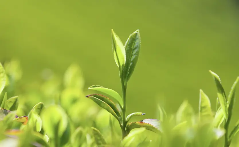 푸드올로지 부작용 9