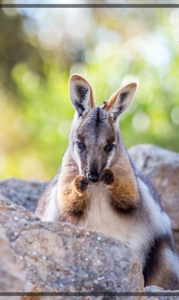 지구가 아파요. 11 호주 사막의 작은 유목민, 황발바위왈라비 위기