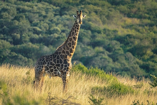 벳부 아프리칸사파리 이용방법, 운영시간, 입장료, 교통편, 일정 팁