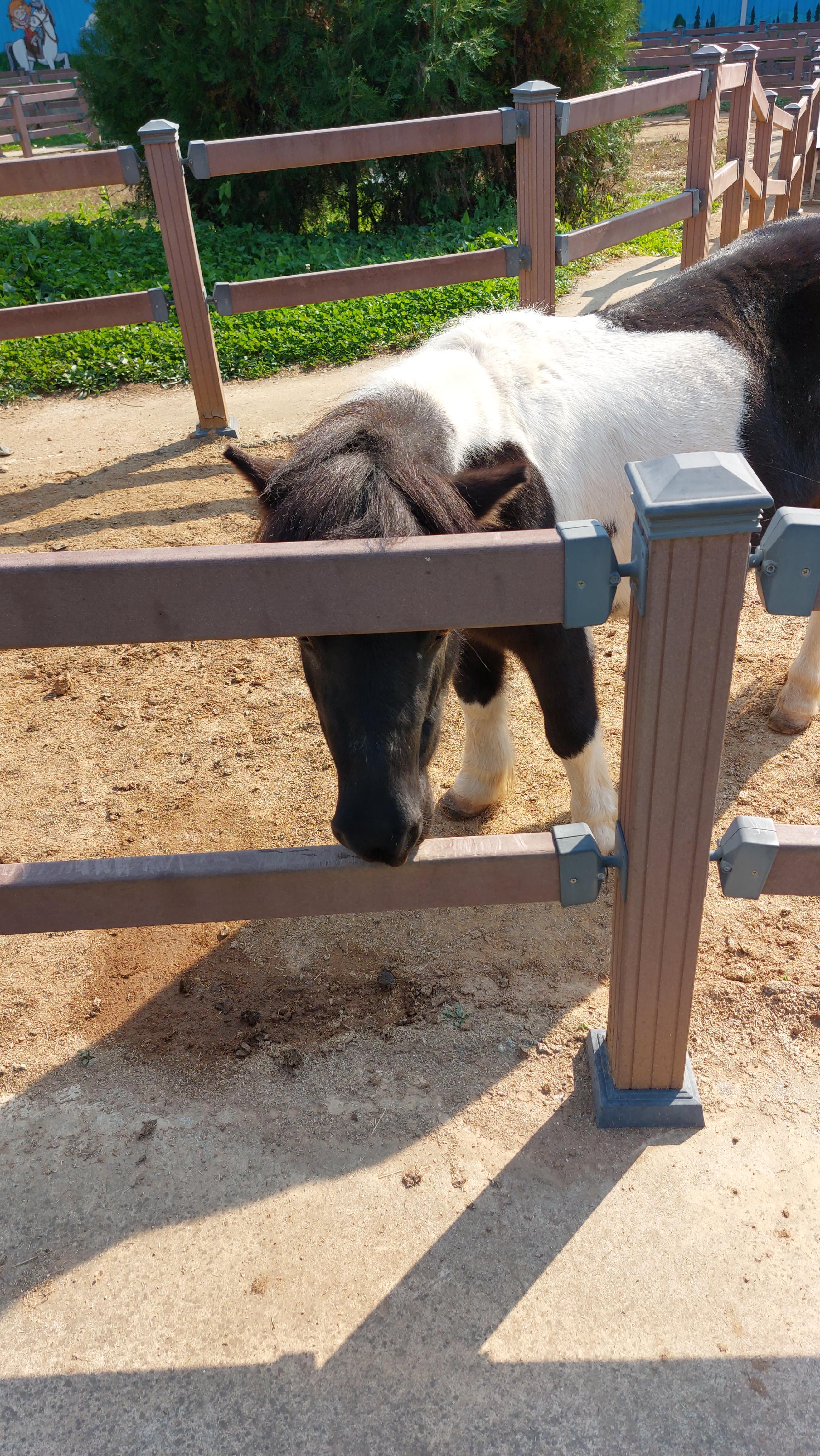 안성 팜랜드 승마체험장 가는길에 있는 포니 우리