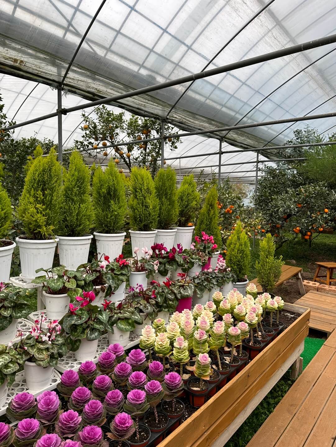 승림식물원 다육식물 전시 공간