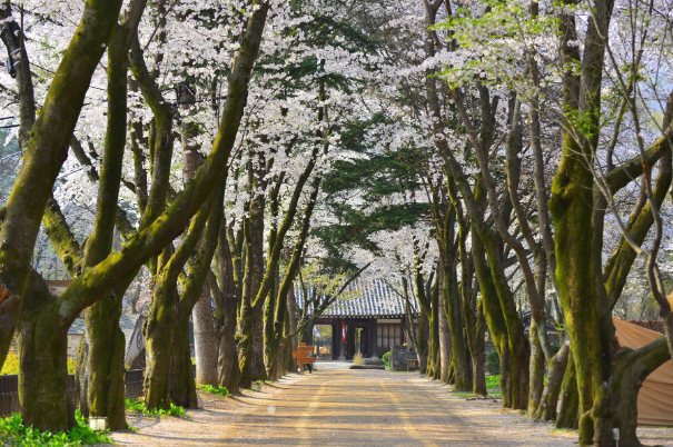 봄꽃 기차여행 (벚꽃기차)코스 및 금액 정리
