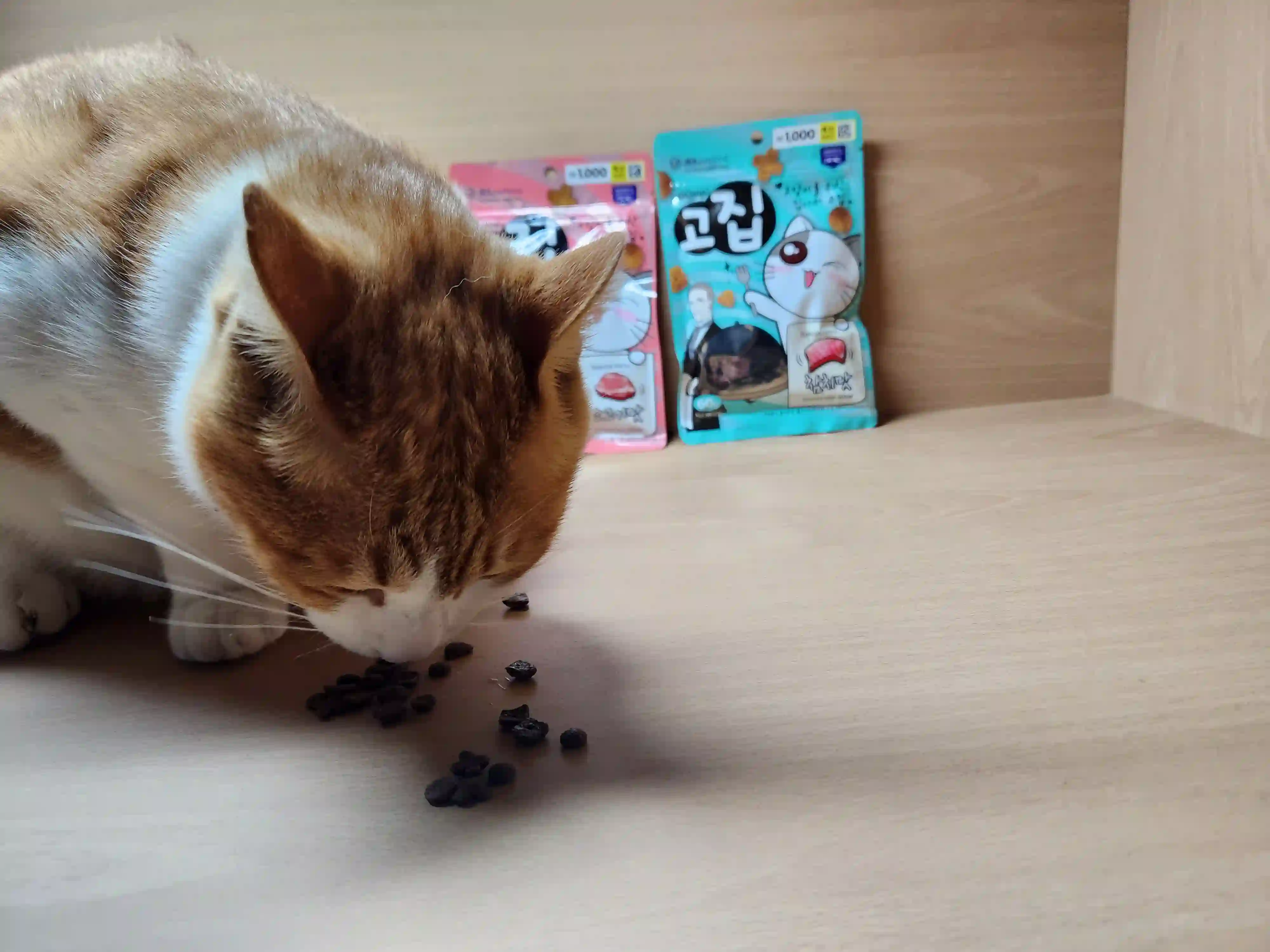 고양이가 고집 먹는 사진 3