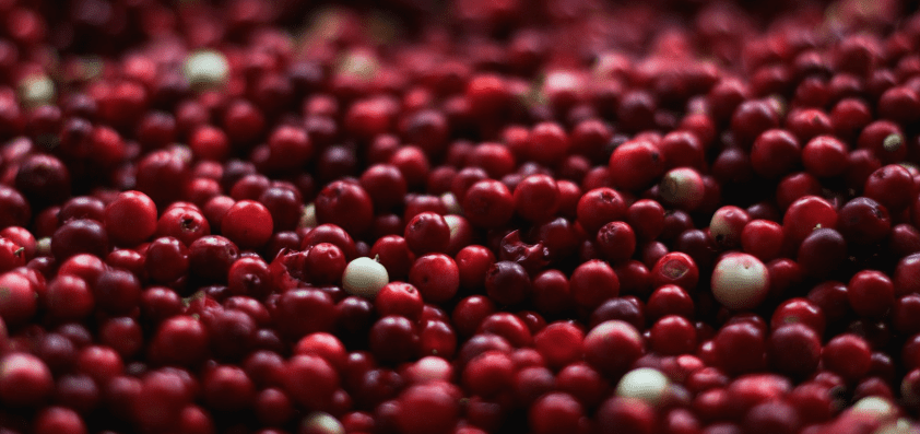 크랜베리 열매가 쌓여 있다