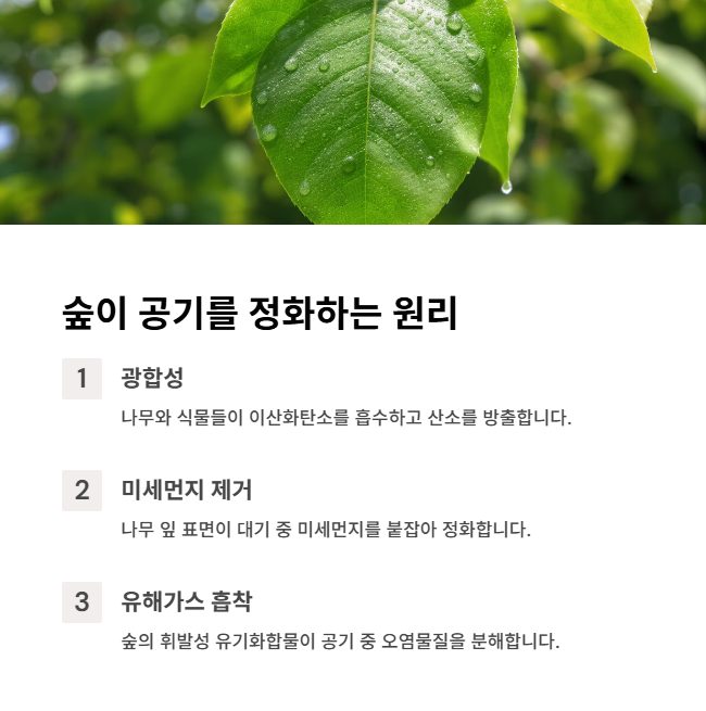 숲이-공기를-정화하는-원리