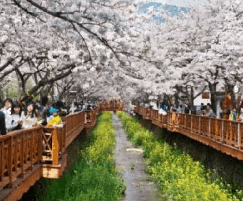 전국벚꽃 명소