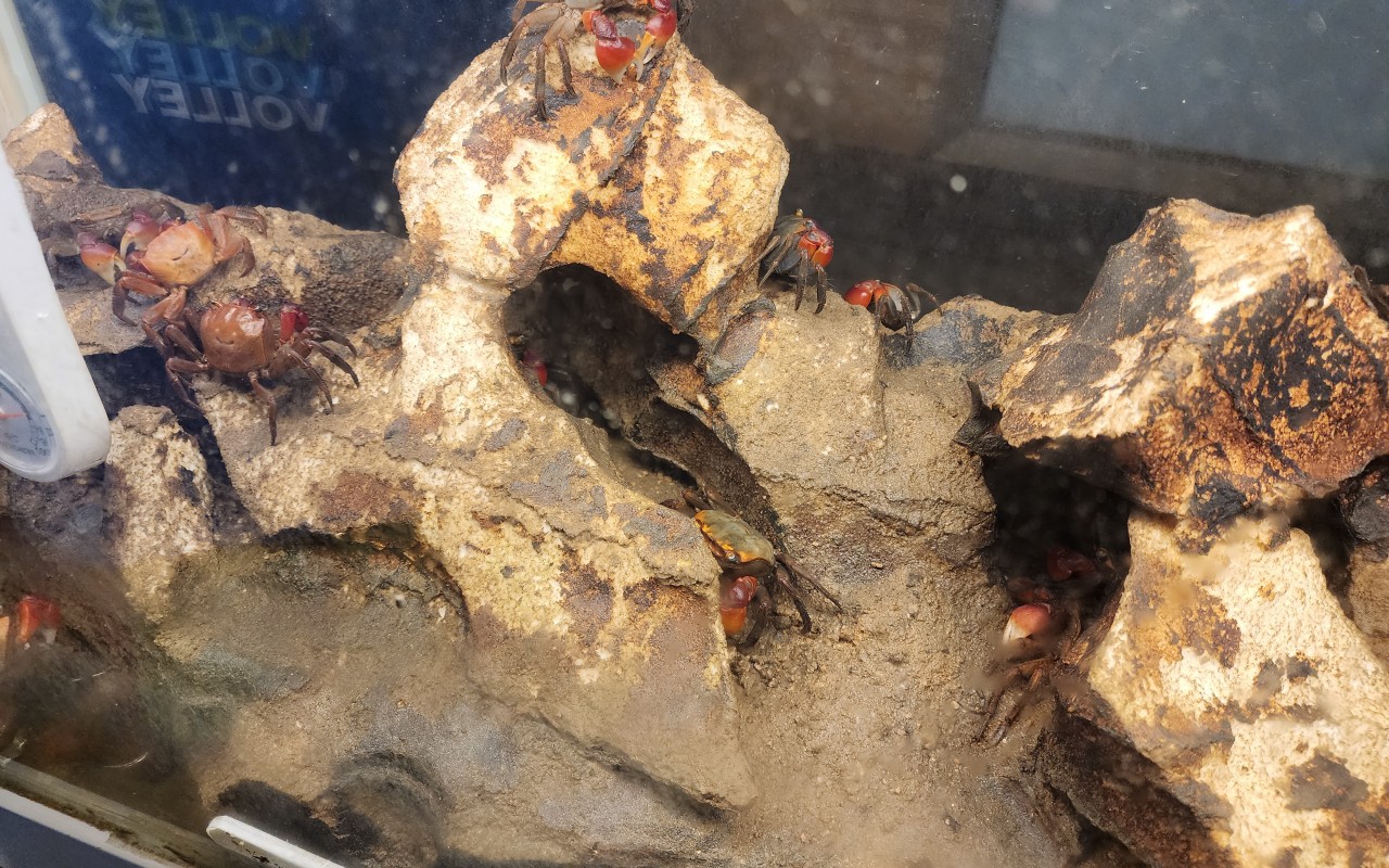 테라크랩팜 도둑게들 전시