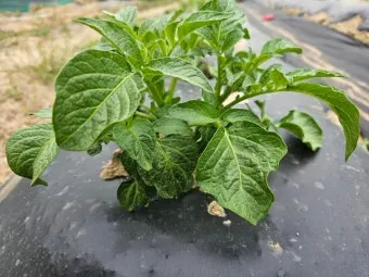 감자 재배 심는간격 상토 선택 배수 관리_12