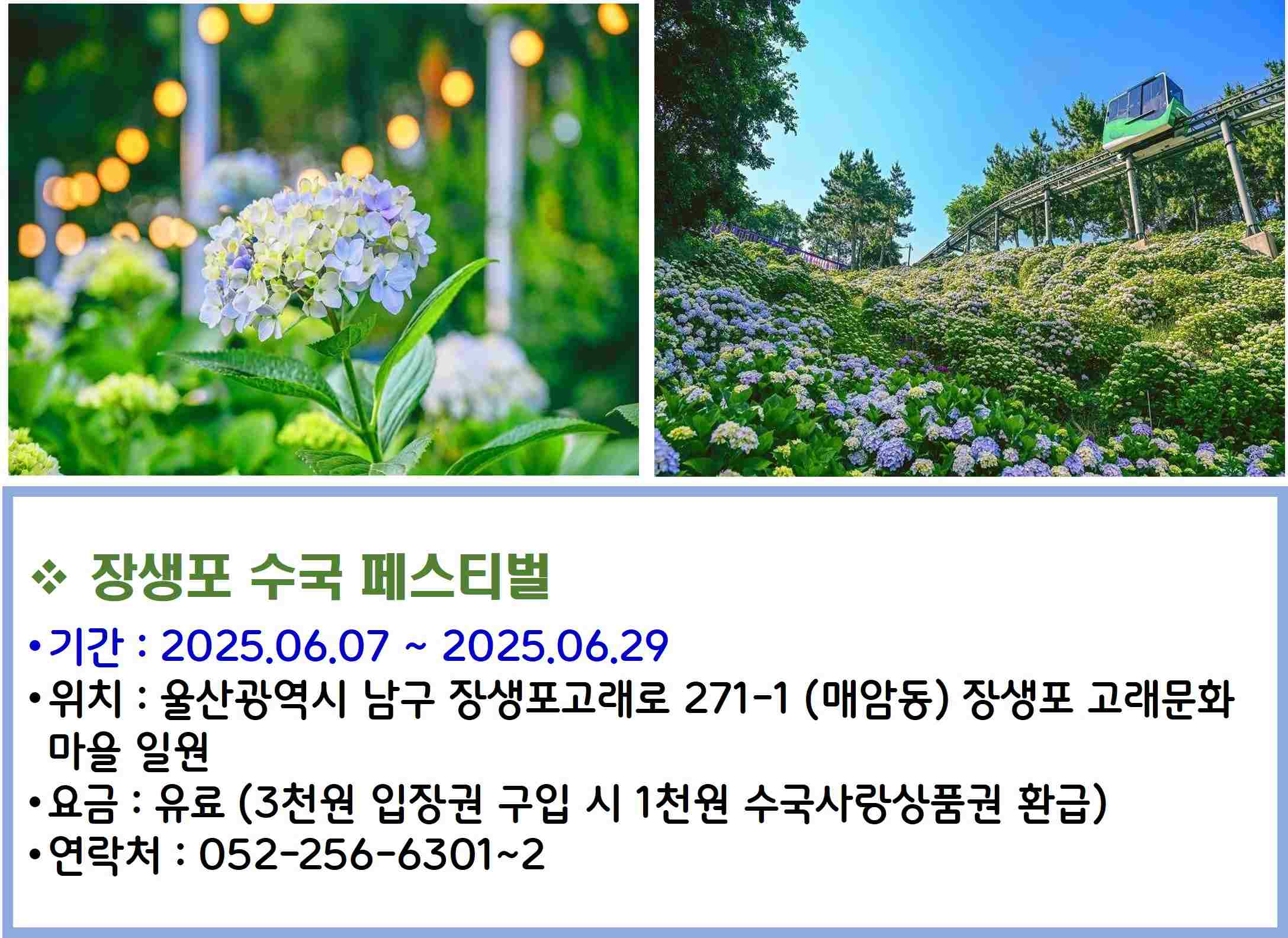 장생포 수국 페스티벌