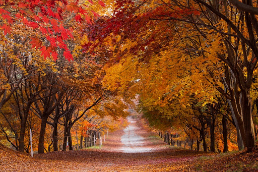 설악산 가을단풍