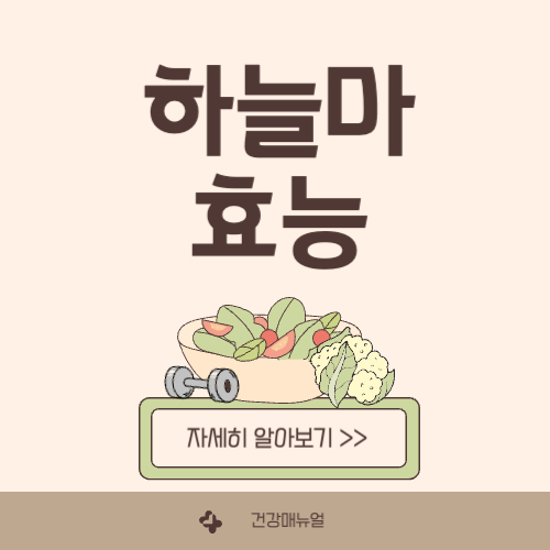 하늘마 효능 11가지 총정리