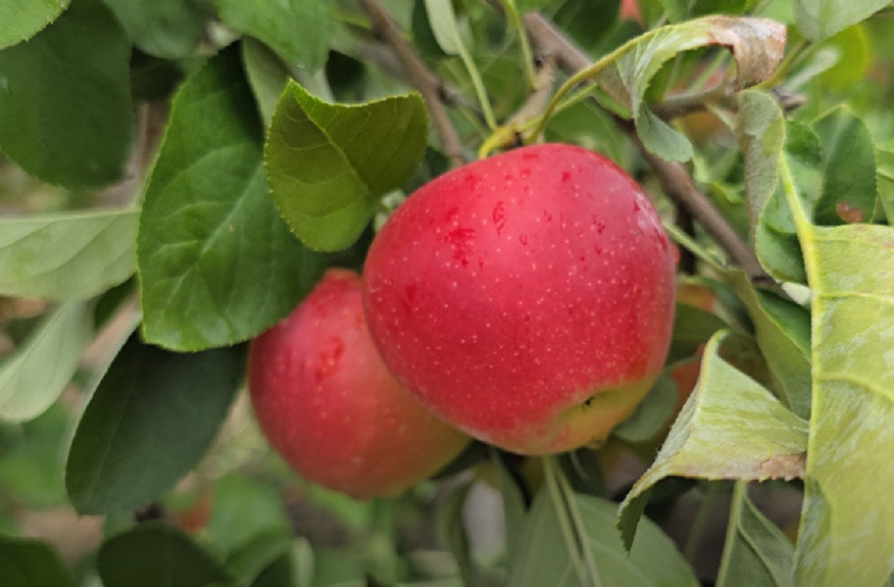 경산-구아네농장-루비에스사과