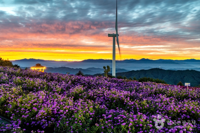 거창 감악산 풍력단지와 꽃밭의 이색 조화
