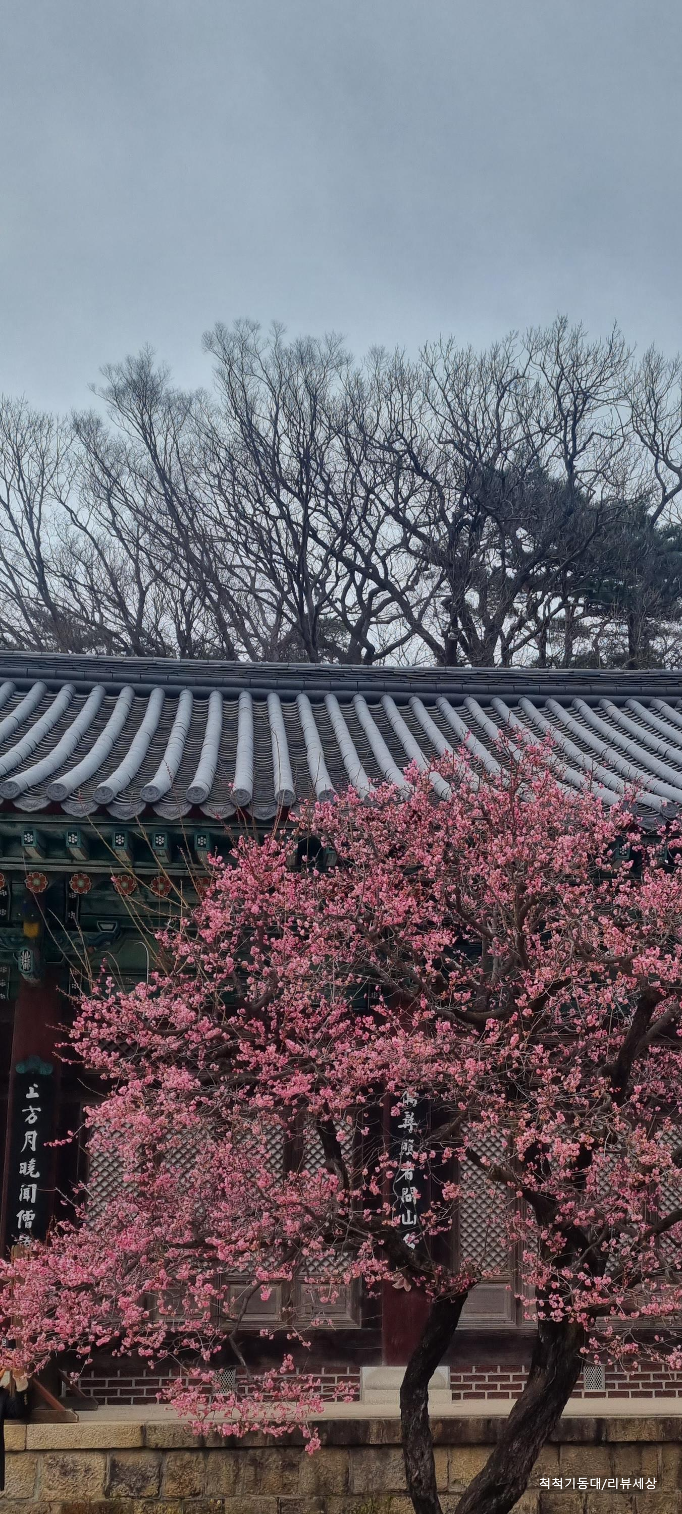 통도사 홍매화