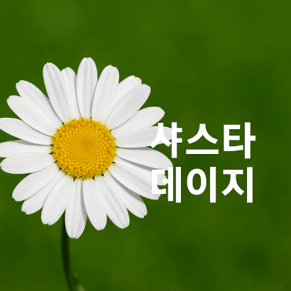 순백의 꽃으로 채우는 여름정원, 샤스타데이지