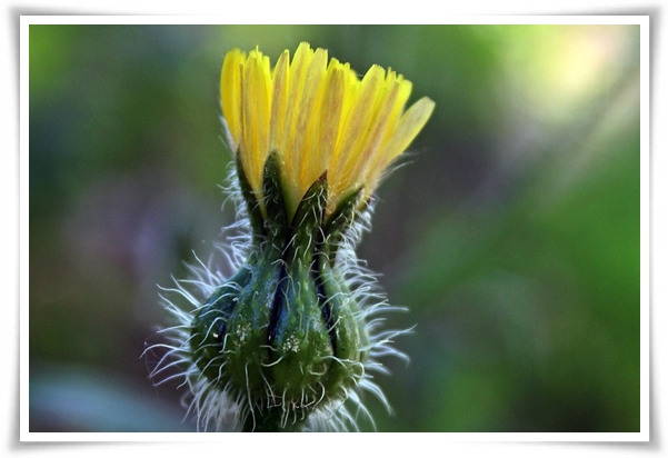 &quot;마가렛&quot; 상큼함으로 일상을 물들이는 꽃, 키우기부터 활용까지 완벽 가이드!