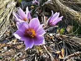 제 18회 동강 할미꽃 축제 기본 일정과 프로그램 소개